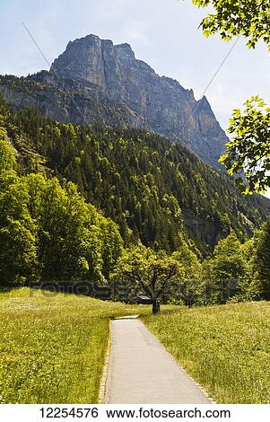 A path through lush grass and trees in the swiss alps; Murren, Bernese Oberland, Switzerland View Large Photo Image Stock Photograph - A path through lush grass and trees in the swiss alps; Murren, Bernese Oberland, Switzerland. Fotosearch