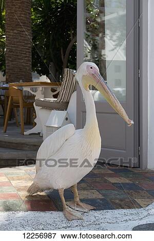 A pelican at the entrance to a restaurant; Mykonos Town, Mykonos, Cyclades, Greek Islands, Greece View Large Photo Image Stock Photo - A pelican at the entrance to a restaurant; Mykonos Town, Mykonos, Cyclades, Greek Islands, Greece. Fotosearch