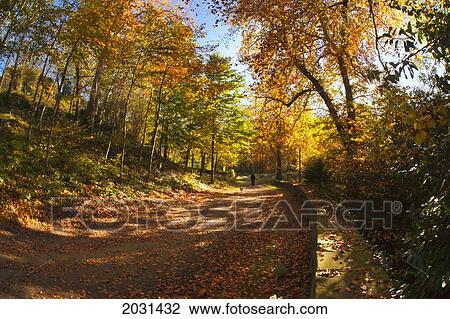 Stock Image - A Person Walking On A Path Covered With Fallen Leaves In Autumn; Durham England. Fotosearch