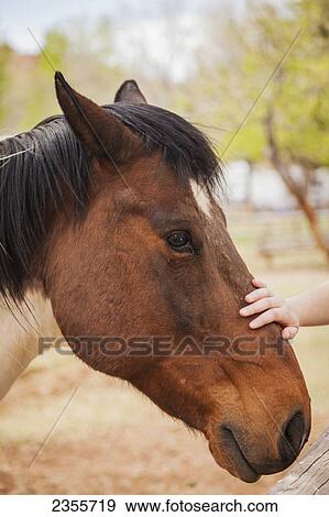 A Person's Hand Is Shown Petting The Nose Of A Horse Located At The Historic Gifford Farm And Fruita Campground In Capital Reef National Park; Utah, United States Of America View Large Photo Image Stock Photo - A Person's Hand Is Shown Petting The Nose Of A Horse Located At The Historic Gifford Farm And Fruita Campground In Capital Reef National Park; Utah, United States Of America. Fotosearch