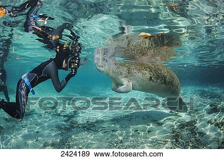 A photographer lines up on an endangered Florida Manatee (Trichechus manatus latirostris) at Three Sisters Spring; Crystal River, Florida, United States of America View Large Photo Image Stock Photo - A photographer lines up on an endangered Florida Manatee (Trichechus manatus latirostris) at Three Sisters Spring; Crystal River, Florida, United States of America. Fotosearch