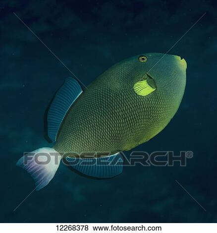 Stock Photo - A Pinktail Durgon (Melichthys vidua); Kona, Island of Hawaii, Hawaii, United States of America. Fotosearch