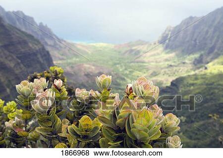 A Plant Overlooking Kalalau Valley; Na Pali Coast, Kauai, Hawaii View Large Photo Image Stock Photo - A Plant Overlooking Kalalau Valley; Na Pali Coast, Kauai, Hawaii. Fotosearch