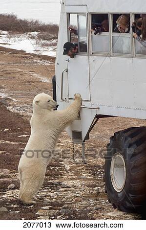 A Polar Bear Standing Against A Tundra Vehicle As Tourists Take Pictures Out The Window; Churchill Manitoba Canada View Large Photo Image Stock Image - A Polar Bear Standing Against A Tundra Vehicle As Tourists Take Pictures Out The Window; Churchill Manitoba Canada. Fotosearch