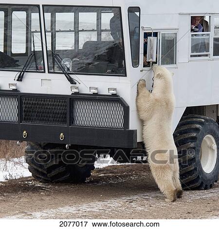 Stock Photo - A Polar Bear Standing Against A Tundra Vehicle As Tourists Take Pictures Out The Window; Churchill Manitoba Canada. Fotosearch