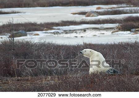 A Polar Bear (Ursus Maritimus) Sitting In The Frozen Grass; Churchill Manitoba Canada View Large Photo Image Stock Photo - A Polar Bear (Ursus Maritimus) Sitting In The Frozen Grass; Churchill Manitoba Canada. Fotosearch