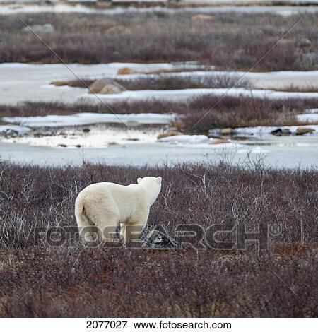 Stock Photo - A Polar Bear (Ursus Maritimus) Stands In The Frozen Grass; Churchill Manitoba Canada. Fotosearch