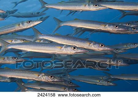 Stock Photo - A portion of a school of Heller's barracuda (Sphyraena helleri) patrolling the open water off a Fijian reef; Fiji. Fotosearch