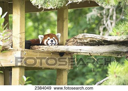 A raccoon sits in a wooden perch at the Calgary Zoo; Calgary, Alberta, Canada View Large Photo Image Stock Photo - A raccoon sits in a wooden perch at the Calgary Zoo; Calgary, Alberta, Canada. Fotosearch