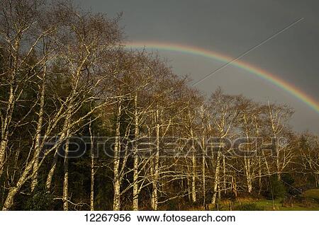 Stock Photograph - A rainbow arcs over Red Alders; Astoria, Oregon, United States of America. Fotosearch