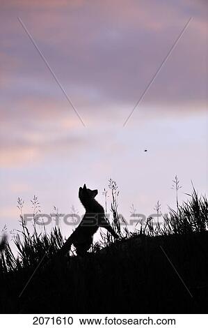 A Red Fox Pup Silhouetted Against The Night Sky In A Grass Field, Watching A Bee Buzzing Around His Head, Yukon View Large Photo Image Stock Image - A Red Fox Pup Silhouetted Against The Night Sky In A Grass Field, Watching A Bee Buzzing Around His Head, Yukon. Fotosearch