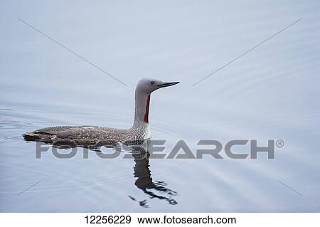 A Red Throated Loon swimming in a pond, Denali National Park, Interior Alaska. View Large Photo Image Stock Photo - A Red Throated Loon swimming in a pond, Denali National Park, Interior Alaska.. Fotosearch