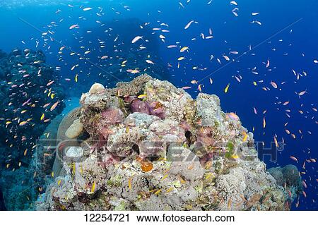 Stock Image - A reef scene with schooling anthias at Yap Caverns off the island of Yap; Yap, Micronesia. Fotosearch