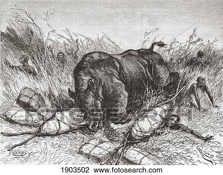 Stock Image - A Rhinoceros Attacks An Expedition In The 19Th Century. From The Book Africa Pintoresca Published 1888.. Fotosearch