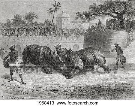 A Rhinoceros Fight In Baroda, India In The 19Th Century. From El Mundo En La Mano, Published 1878. View Large Photo Image Stock Image - A Rhinoceros Fight In Baroda, India In The 19Th Century. From El Mundo En La Mano, Published 1878.. Fotosearch