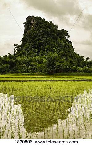 A Rice Field In Asia View Large Photo Image Stock Photograph - A Rice Field In Asia. Fotosearch