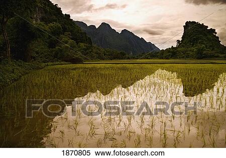 A Rice Field In Asia View Large Photo Image Stock Photography - A Rice Field In Asia. Fotosearch
