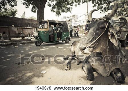 Stock Photo - A Rickshaw And A Holy Cow In The Street; Delhi India. Fotosearch