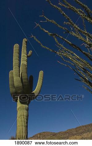 A Saguaro Cacti In The Sonoran Desert. View Large Photo Image Stock Photo - A Saguaro Cacti In The Sonoran Desert.. Fotosearch