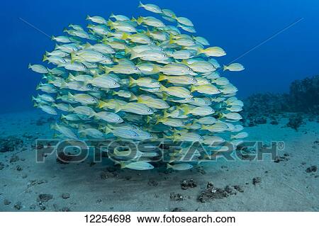 Stock Photo - A school of Bluestripe Snapper (Lutjanus kasmira); Maui, Hawaii, United States of America. Fotosearch