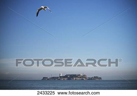 A seagull takes flight over San Francisco bay with Alcatraz Island in the background; San Francisco, California, United States of America View Large Photo Image Stock Photography - A seagull takes flight over San Francisco bay with Alcatraz Island in the background; San Francisco, California, United States of America. Fotosearch