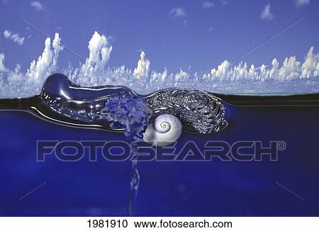 Stock Image - A seashell and marine life floating on the surface of the water. Fotosearch