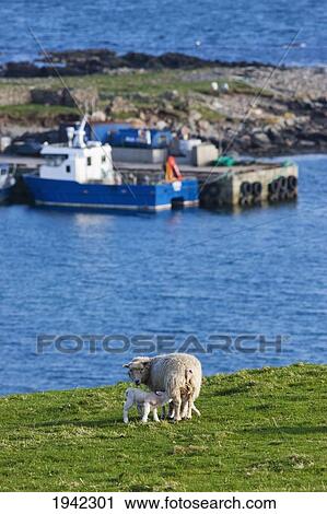 A Sheep And Lamb On The Grass Along The Coast; Shetland Scotland View Large Photo Image Stock Image - A Sheep And Lamb On The Grass Along The Coast; Shetland Scotland. Fotosearch