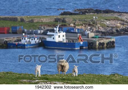 Stock Image - A Sheep And Two Lambs Standing Side By Side On The Coast; Shetland Scotland. Fotosearch