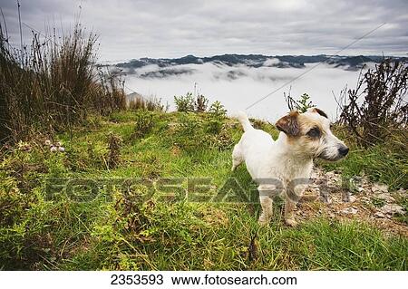 Stock Image - A Sheep Dog Stands With A View From The Tops Of The Hills Over The Morning Fog At Blue Duck Lodge In The Whanganui National Park; Whakahoro, New Zealand. Fotosearch
