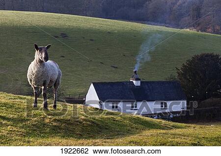 Stock Image - A Sheep Standing On A Hill With A House In The Background; Cumbria, England. Fotosearch