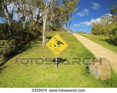 A Sign For Nene (Branta Sandvicensis) Crossing Beside A Path; Kauai, Hawaii, United States Of America View Large Photo Image Picture - A Sign For Nene (Branta Sandvicensis) Crossing Beside A Path; Kauai, Hawaii, United States Of America. Fotosearch