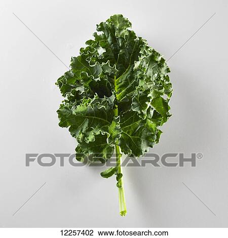 A single leaf of Kale on a white background View Large Photo Image Stock Image - A single leaf of Kale on a white background. Fotosearch