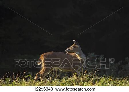 A Sitka Blacktailed Deer doe forages in a meadow at the edge of the forest as the sun breaks over the horizon, Tongass National Forest, Southeast Alaska View Large Photo Image Stock Photo - A Sitka Blacktailed Deer doe forages in a meadow at the edge of the forest as the sun breaks over the horizon, Tongass National Forest, Southeast Alaska. Fotosearch