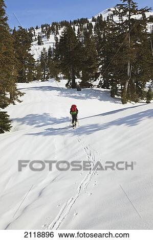 A Skier Ascending The Trail Enroute To Mount Steele Cabin In Tetrahedron Provincial Park; British Columbia Canada View Large Photo Image Stock Photograph - A Skier Ascending The Trail Enroute To Mount Steele Cabin In Tetrahedron Provincial Park; British Columbia Canada. Fotosearch