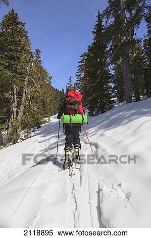 Stock Photography - A Skier Ascending The Trail Enroute To Edwards Lake Cabin And Mount Steele Cabin In Tetrahedron Provincial Park; British Columbia Canada. Fotosearch