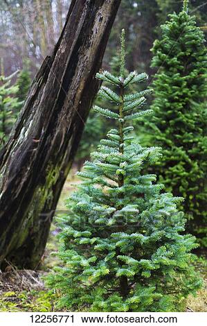 Stock Image - A small coniferous tree and leaning tree trunk in the background; Langley, British Columbia, Canada. Fotosearch