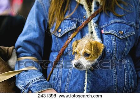 Stock Photo - A small dog gets a cozy ride in it's owner's jacket; London, England. Fotosearch