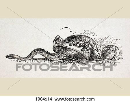 Picture - A Snake Slithers Through A Royal Crown. A Symbolic Illustration At The End Of The Act Ii Of Hamlet By William Shakespeare In The Illustrated Library Shakspeare, Published London 1890.. Fotosearch