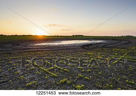 Stock Image - A soybean field damaged by heavy rains and flooding in central Iowa; Iowa, United States of America. Fotosearch