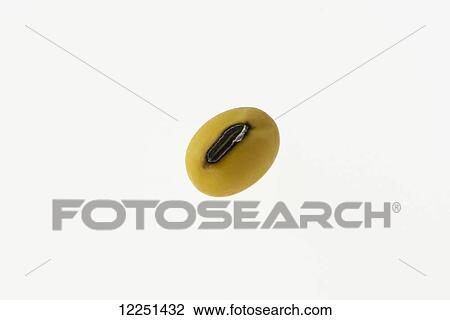 A soybean kernel on a white background View Large Photo Image Stock Image - A soybean kernel on a white background. Fotosearch