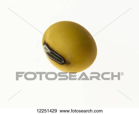 A soybean kernel on a white background View Large Photo Image Stock Photo - A soybean kernel on a white background. Fotosearch