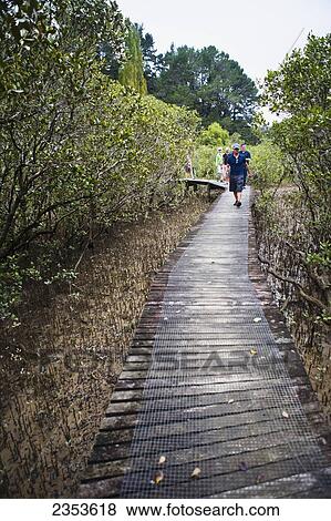 A Spectacular Mangrove Forest Walk At The Paihia To Opua Walking Track At The Entrance To Piahia; New Zealand View Large Photo Image Stock Photo - A Spectacular Mangrove Forest Walk At The Paihia To Opua Walking Track At The Entrance To Piahia; New Zealand. Fotosearch