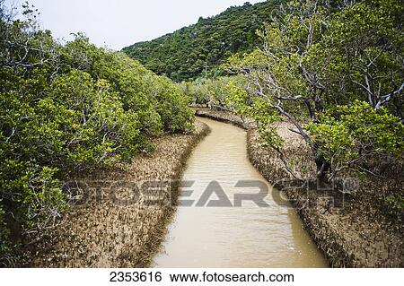 Stock Photograph - A Spectacular Mangrove Forest Walk At The Paihia To Opua Walking Track At The Entrance To Piahia; New Zealand. Fotosearch