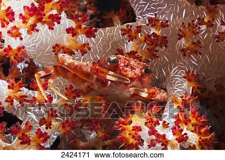 Stock Image - A spider crab photographed at night on alcyonarian coral; Raja Ampat, Indonesia. Fotosearch