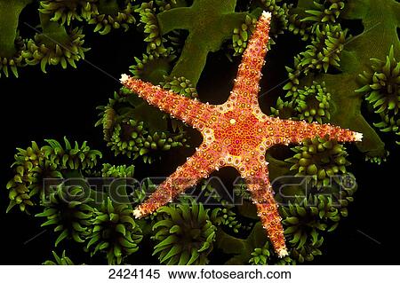 Stock Photography - A spiny sea star (Gomophia egeria) on a colony of green tube coral (Tubastrea micrantha) at night; Fiji Islands. Fotosearch