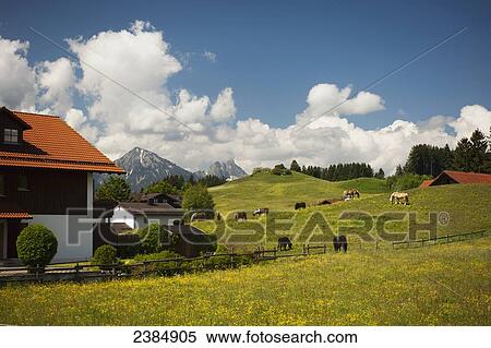 Stock Photography - A springtime pastoral scene in Southern Germany across a flowered field with horses and the German Alps; Fussen, Germany. Fotosearch