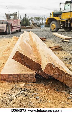 A stack of freshly cut cedar plank lumber sits in a pile of sawdust at a sawmill work yard; Port McNeill, British Columbia, Canada View Large Photo Image Stock Photo - A stack of freshly cut cedar plank lumber sits in a pile of sawdust at a sawmill work yard; Port McNeill, British Columbia, Canada. Fotosearch