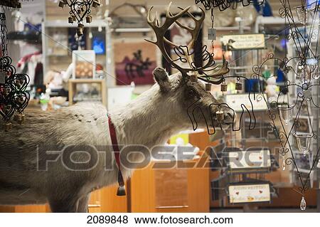 Stock Photo - A Stuffed Reindeer In A Shop Window, Levi, Lapland, Finland. Fotosearch