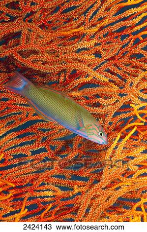 A sunset wrasse (Thalassoma lutescens) swimming in front of a gorgonian coral fan; Fiji View Large Photo Image Stock Image - A sunset wrasse (Thalassoma lutescens) swimming in front of a gorgonian coral fan; Fiji. Fotosearch