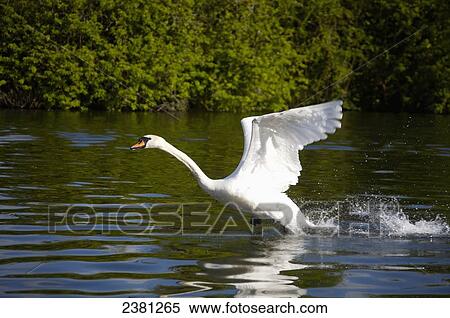 A swan in Gloucester and Sharpness canal; Gloucester, England View Large Photo Image Stock Photography - A swan in Gloucester and Sharpness canal; Gloucester, England. Fotosearch